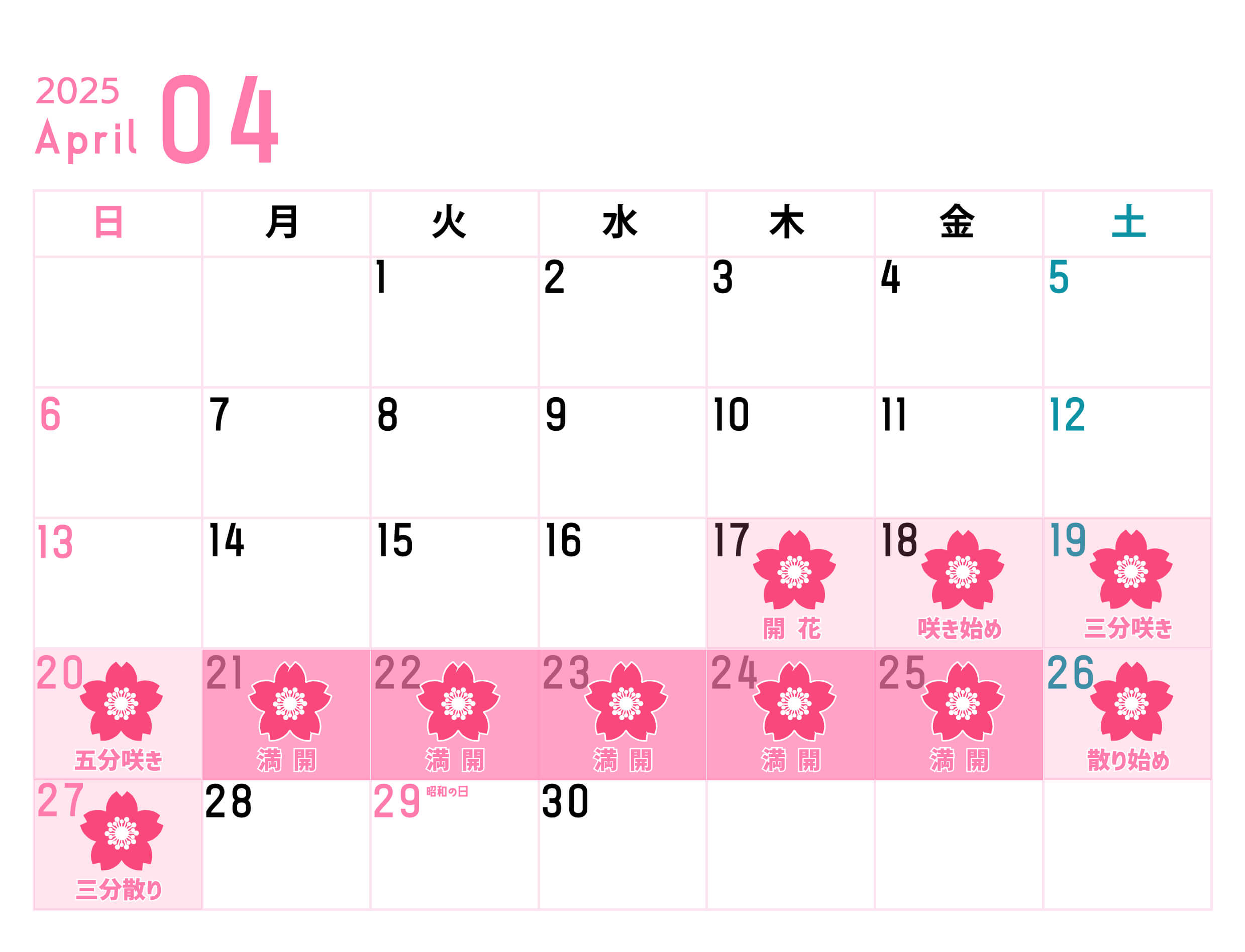 桜開花状況20250427