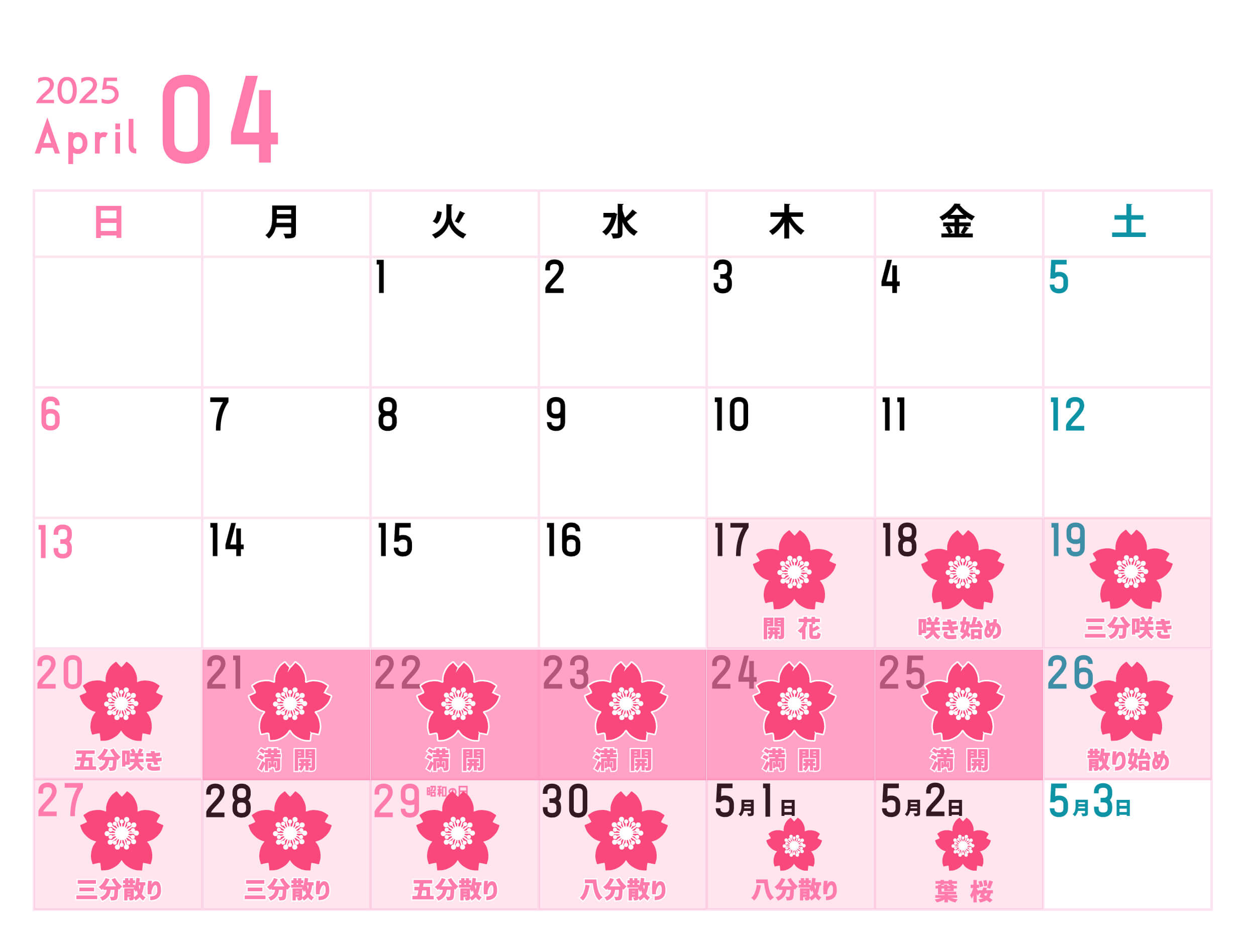 桜開花状況20250502